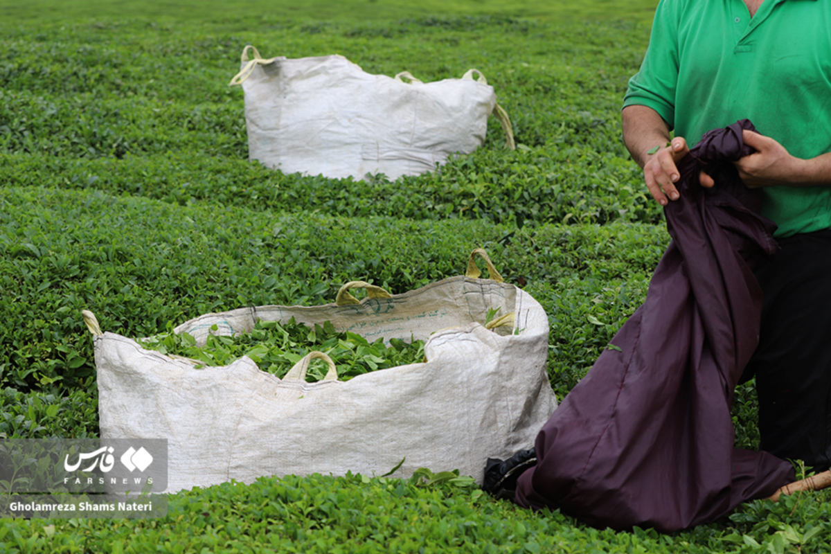 برداشت برگ سبز چای