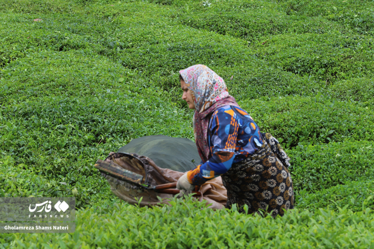 برداشت برگ سبز چای