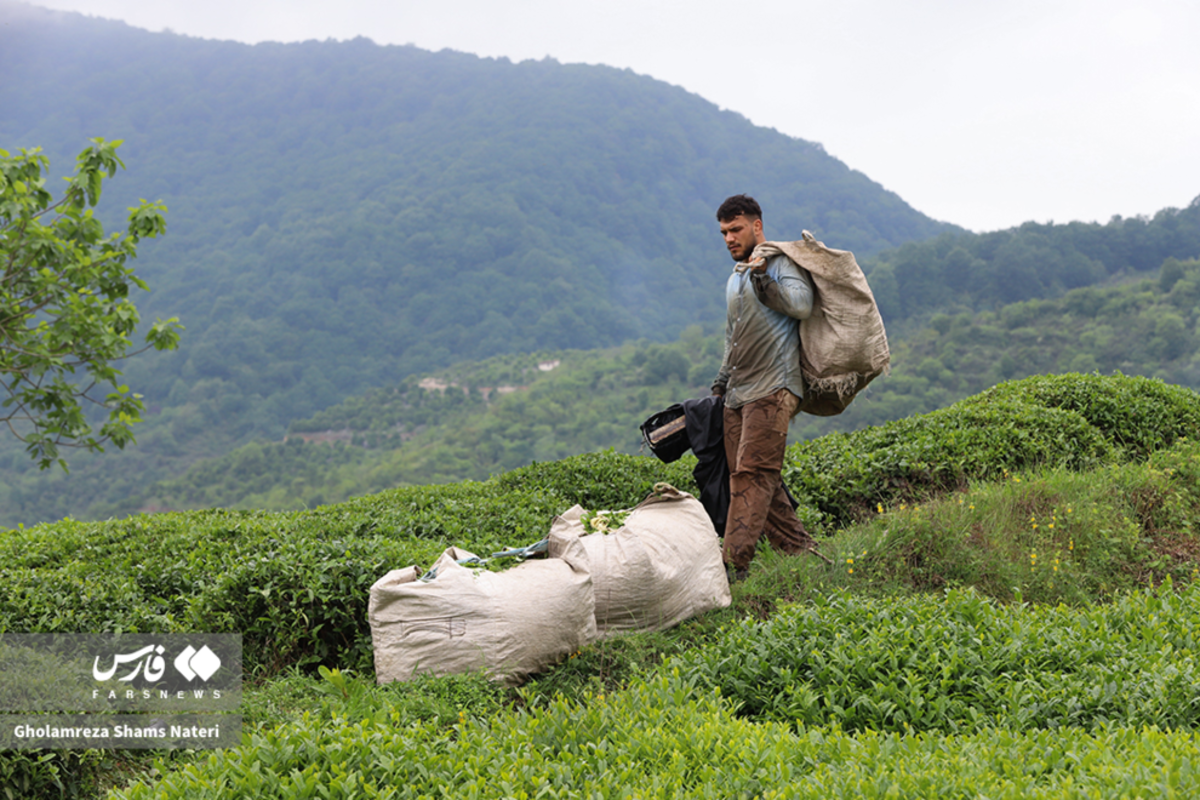 برداشت برگ سبز چای