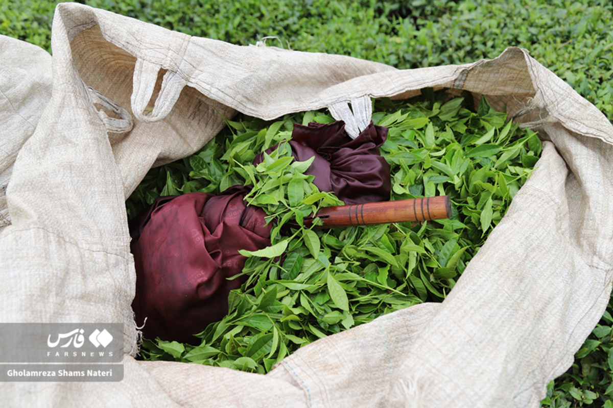 برداشت برگ سبز چای