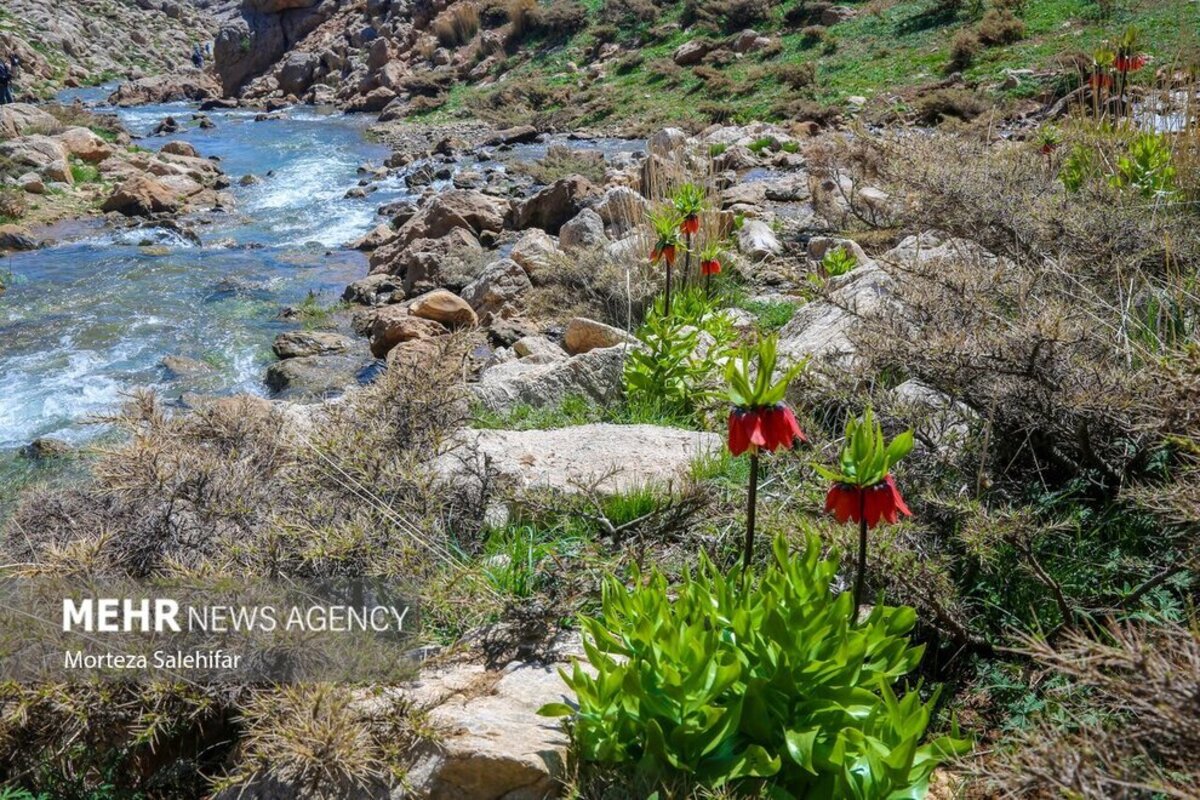 طبیعت بهاری چهارمحال و بختیاری