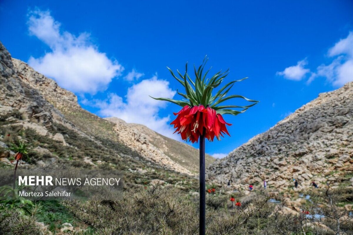 طبیعت بهاری چهارمحال و بختیاری