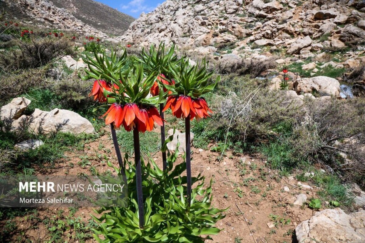 طبیعت بهاری چهارمحال و بختیاری