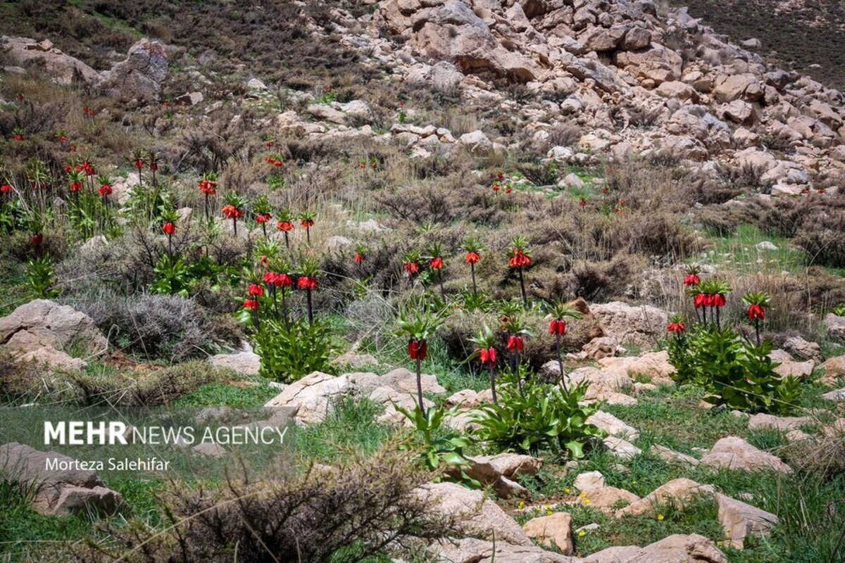 طبیعت بهاری چهارمحال و بختیاری