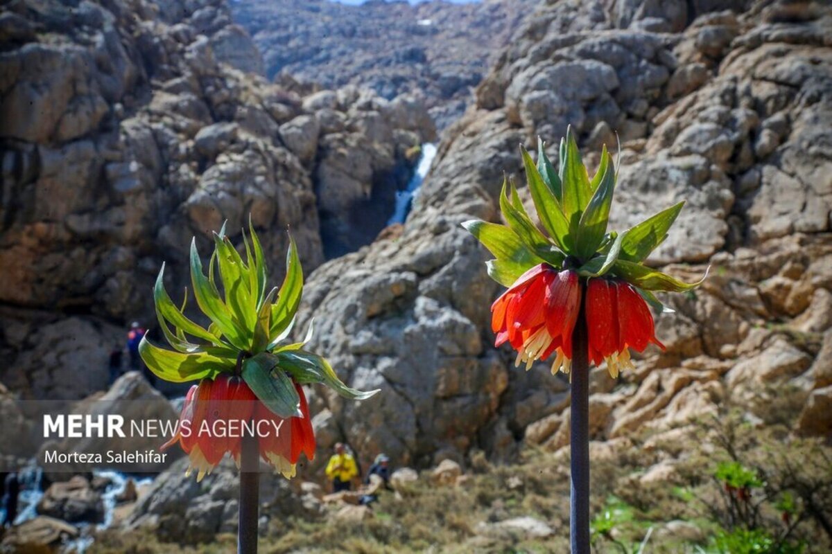 طبیعت بهاری چهارمحال و بختیاری