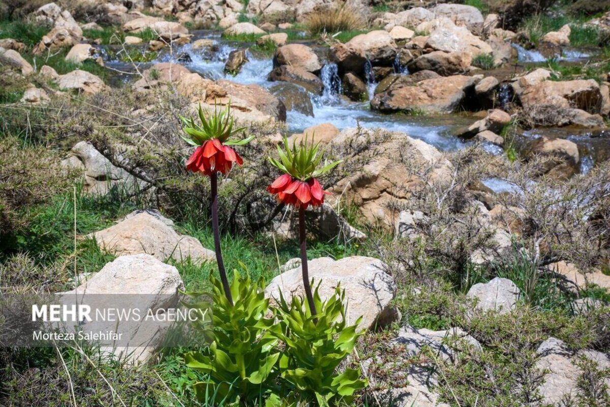 طبیعت بهاری چهارمحال و بختیاری