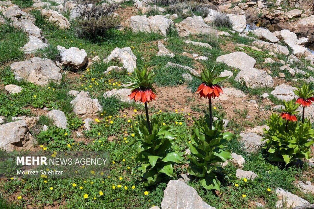 طبیعت بهاری چهارمحال و بختیاری