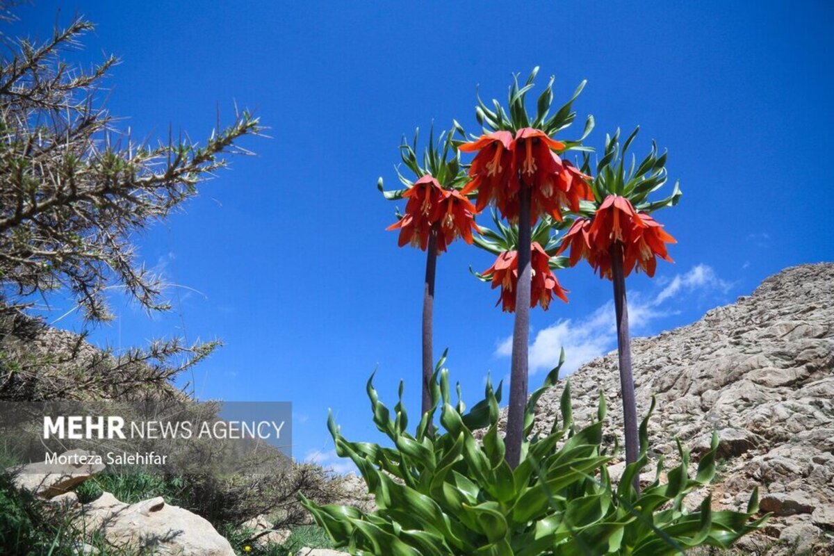 طبیعت بهاری چهارمحال و بختیاری