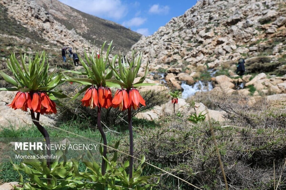 طبیعت بهاری چهارمحال و بختیاری