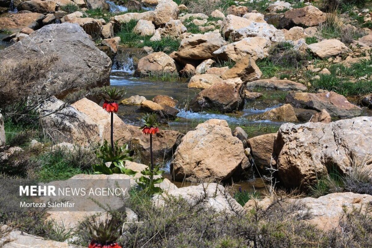 طبیعت بهاری چهارمحال و بختیاری