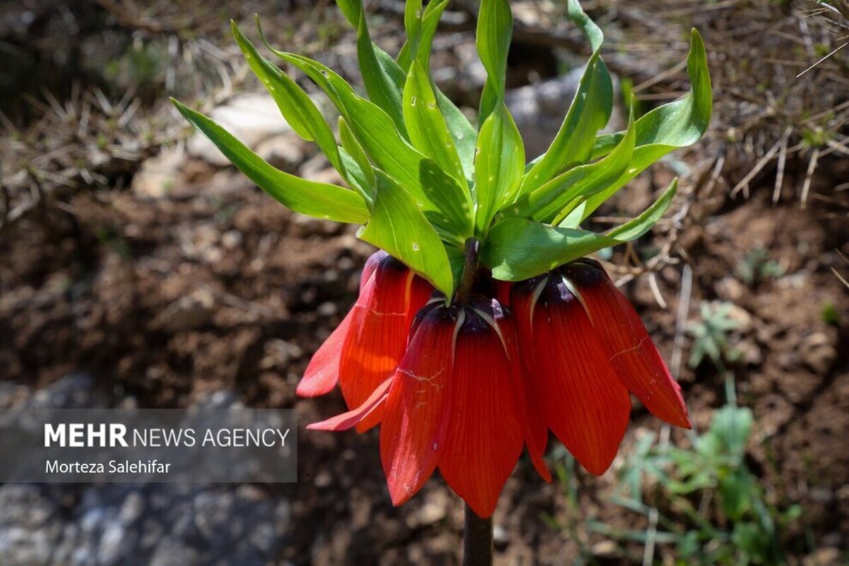 طبیعت بهاری چهارمحال و بختیاری