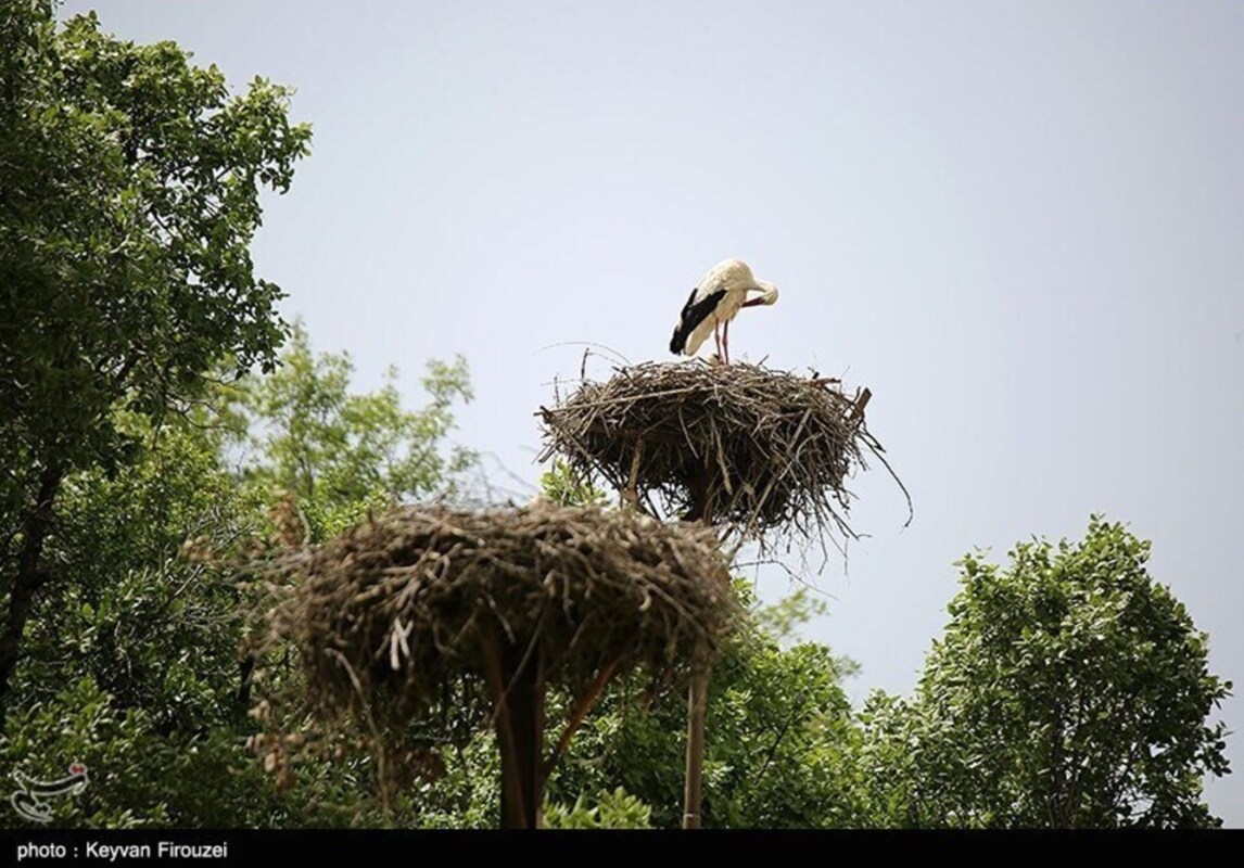 زیستگاه لک لک‌های مهاجر