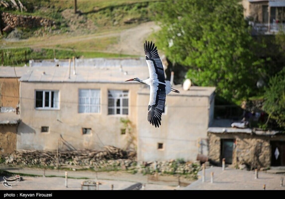 زیستگاه لک لک‌های مهاجر