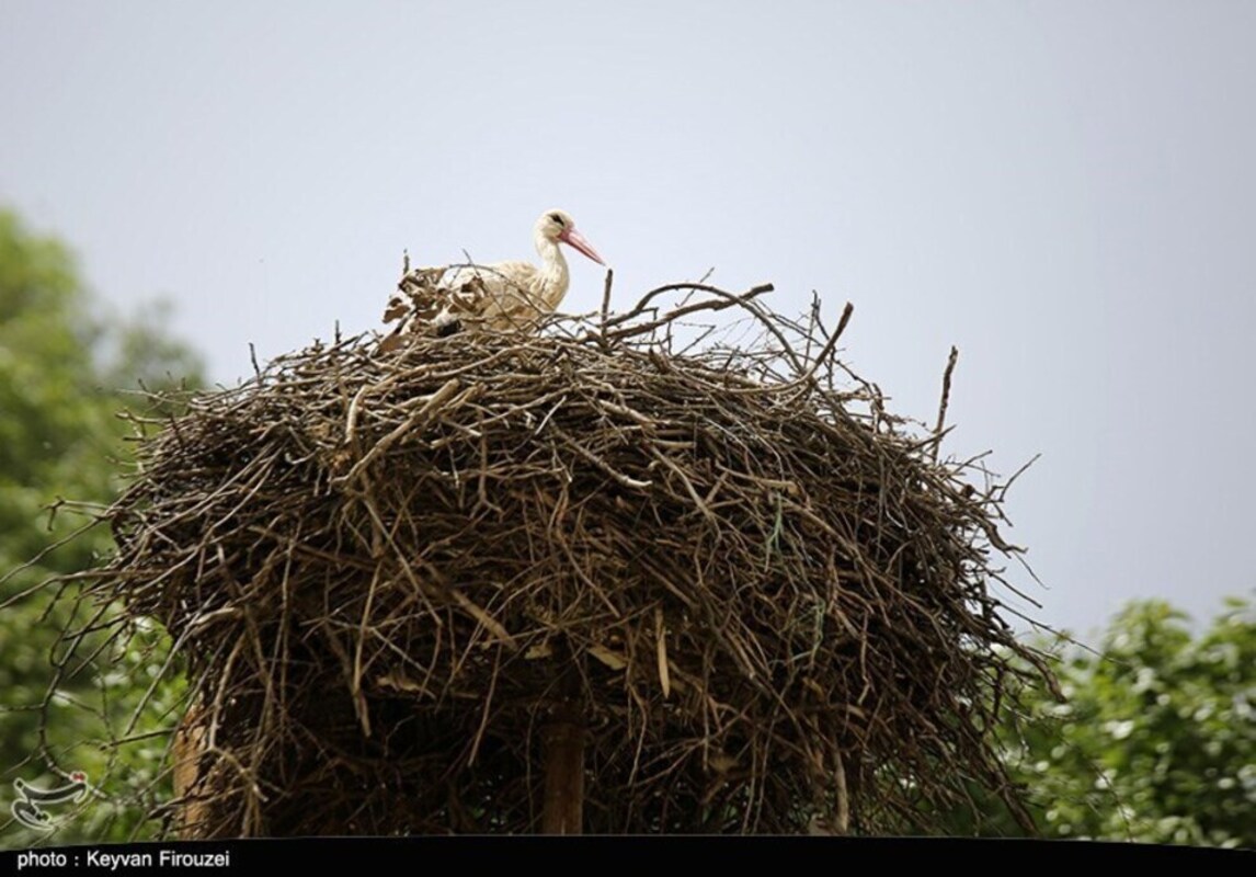 زیستگاه لک لک‌های مهاجر