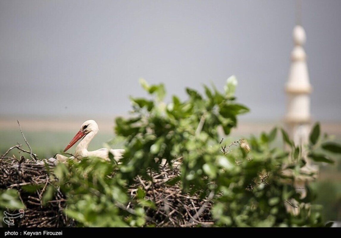زیستگاه لک لک‌های مهاجر