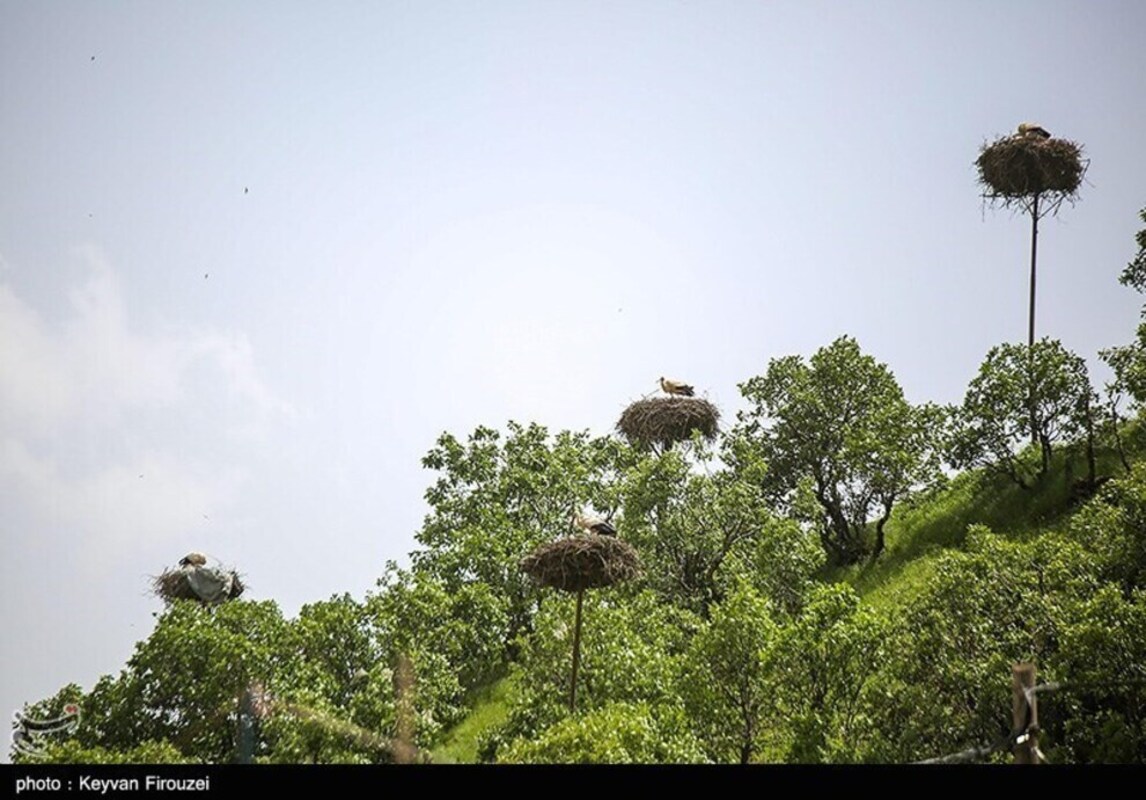 زیستگاه لک لک‌های مهاجر
