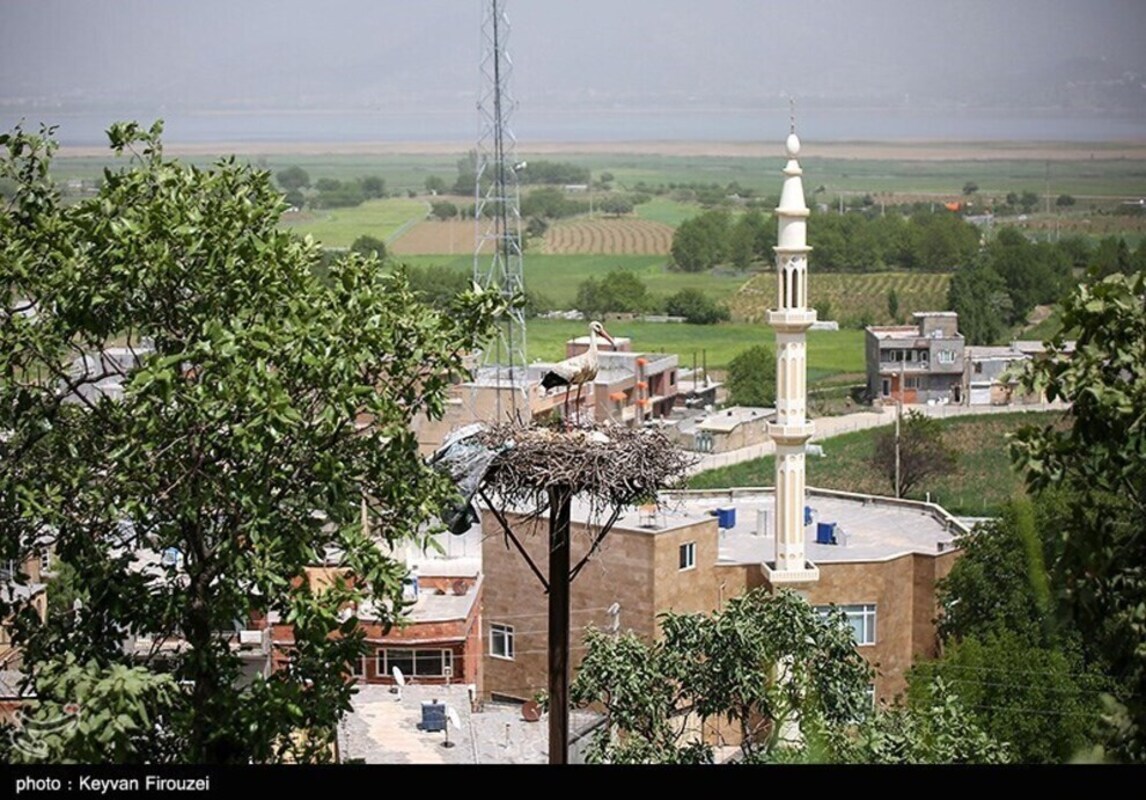 زیستگاه لک لک‌های مهاجر