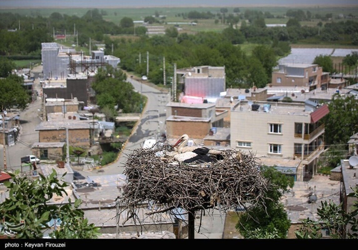 زیستگاه لک لک‌های مهاجر