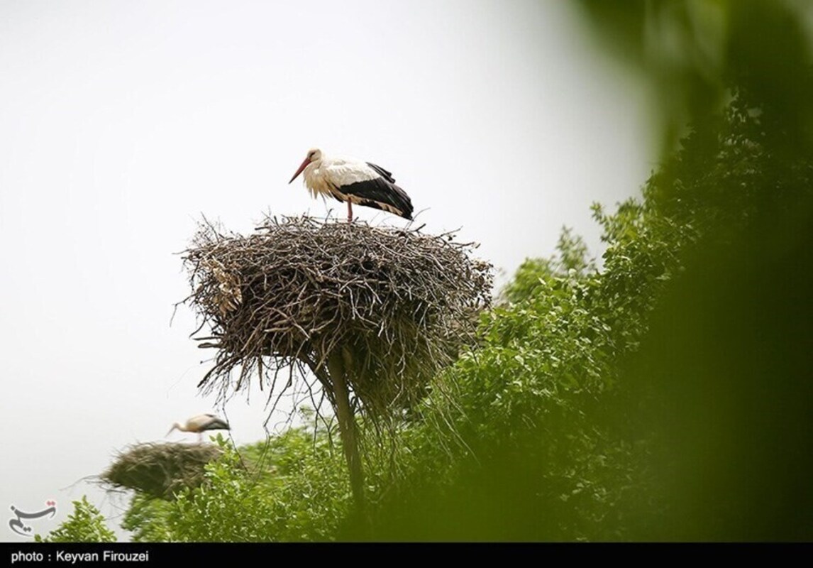 زیستگاه لک لک‌های مهاجر