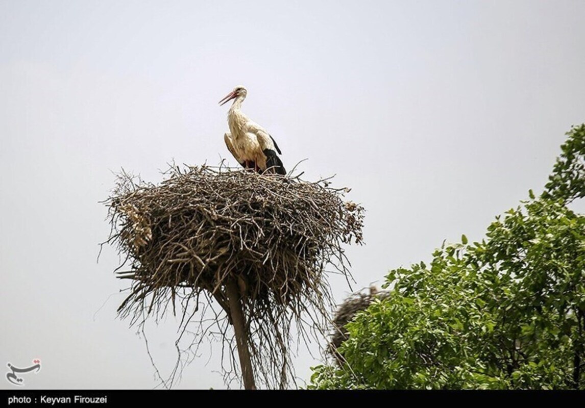 زیستگاه لک لک‌های مهاجر