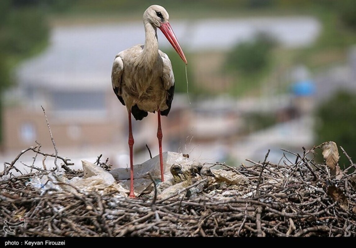 زیستگاه لک لک‌های مهاجر