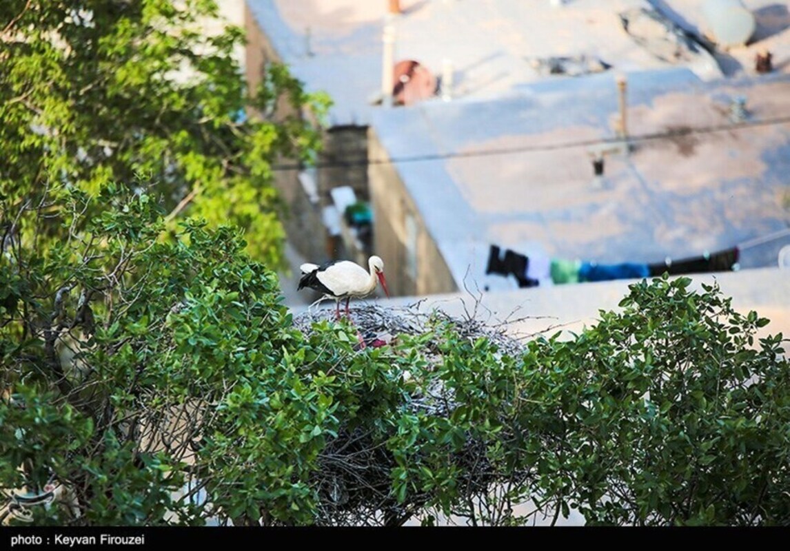 زیستگاه لک لک‌های مهاجر