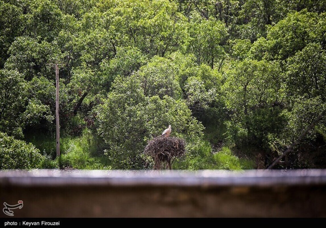 زیستگاه لک لک‌های مهاجر