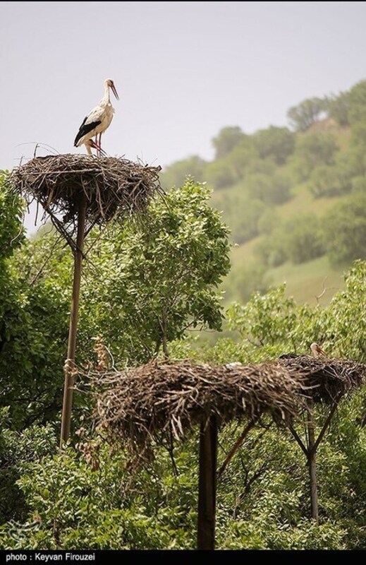 زیستگاه لک لک‌های مهاجر