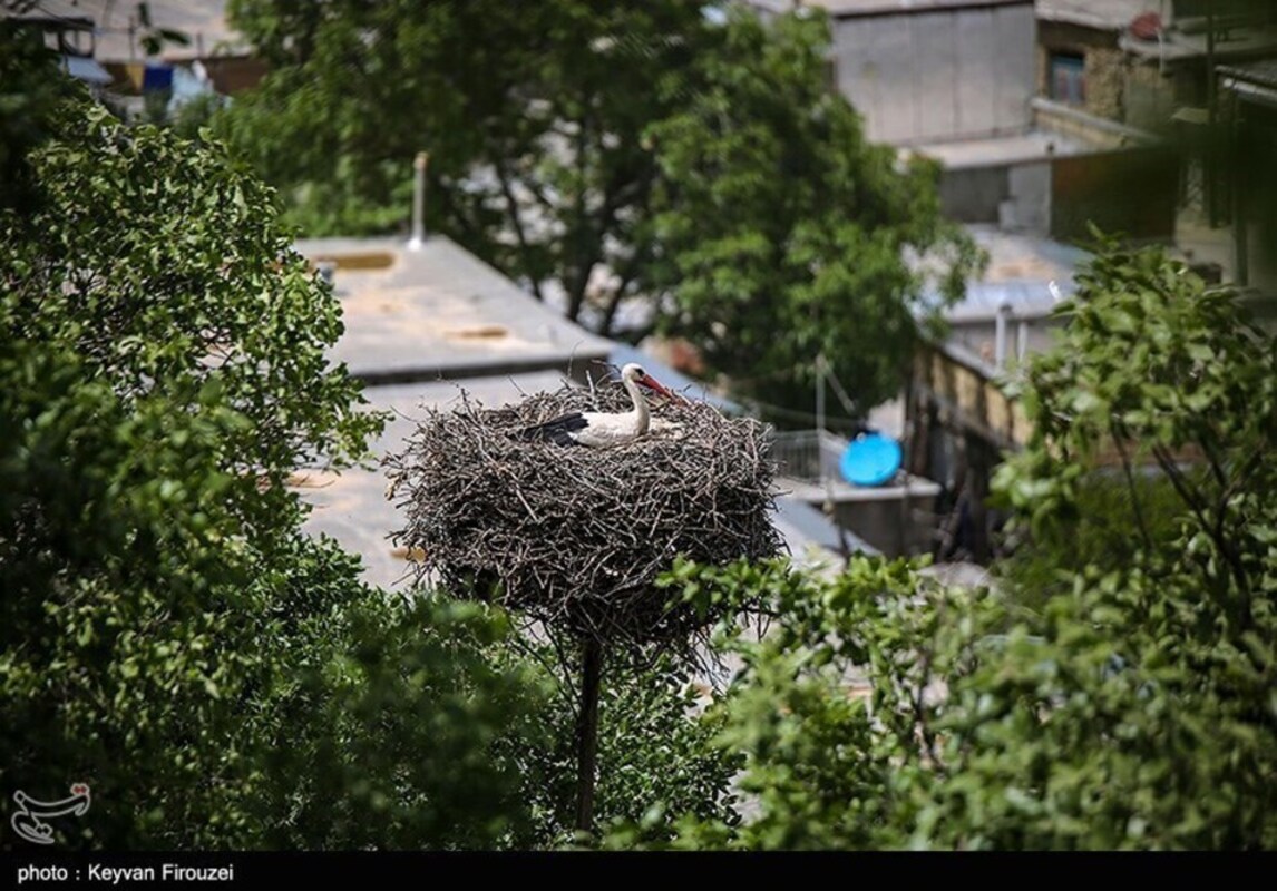 زیستگاه لک لک‌های مهاجر