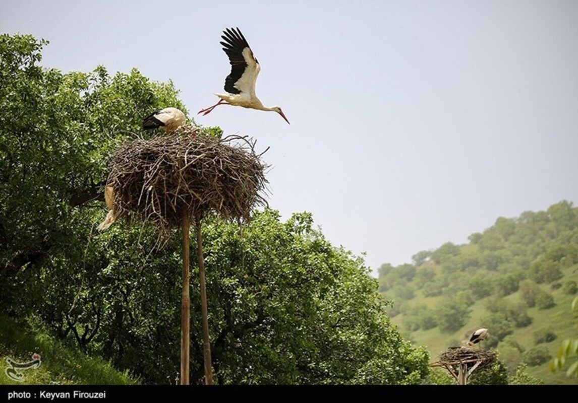 زیستگاه لک لک‌های مهاجر