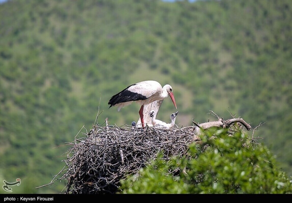 زیستگاه لک لک‌های مهاجر