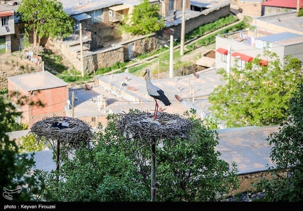 زیستگاه لک لک‌های مهاجر