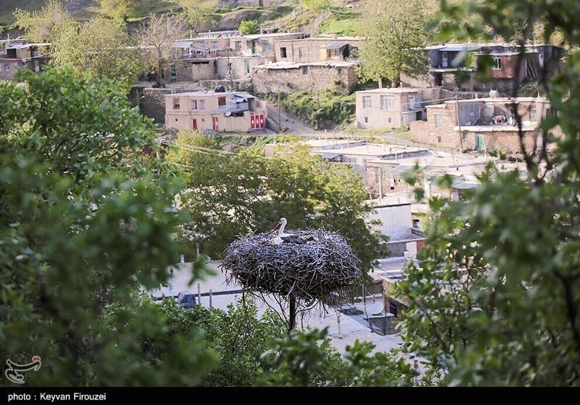 زیستگاه لک لک‌های مهاجر