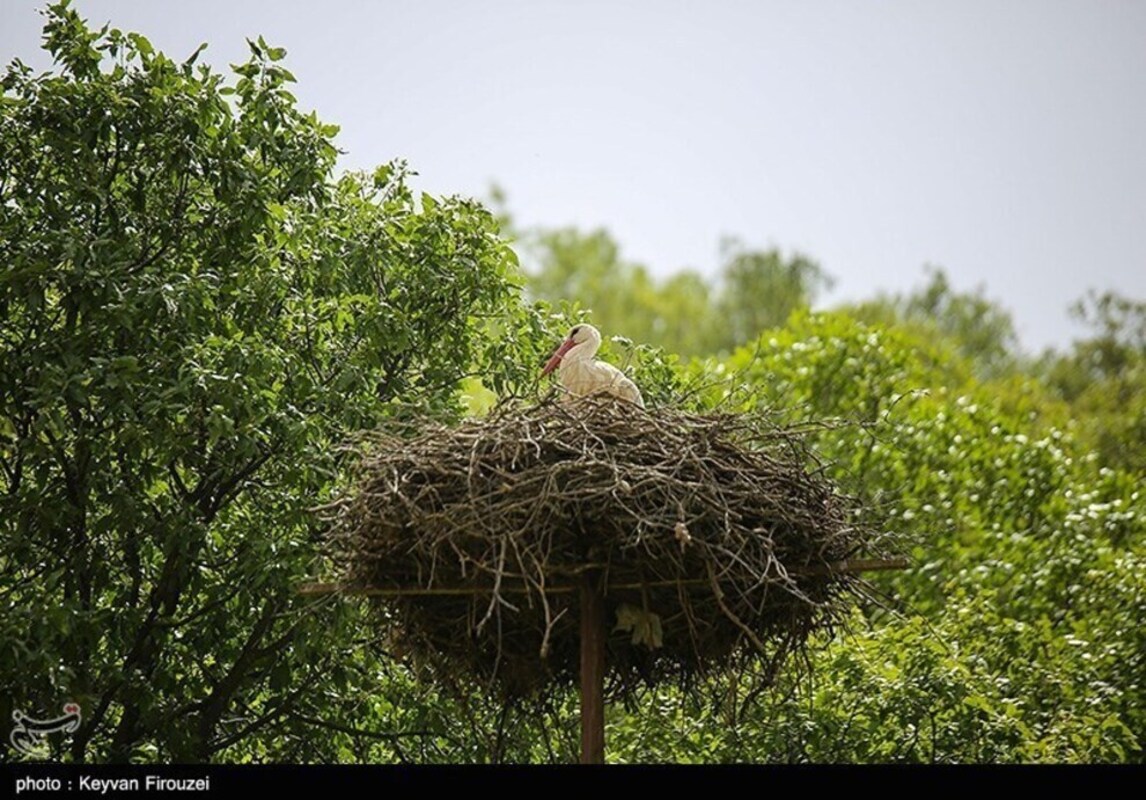 زیستگاه لک لک‌های مهاجر
