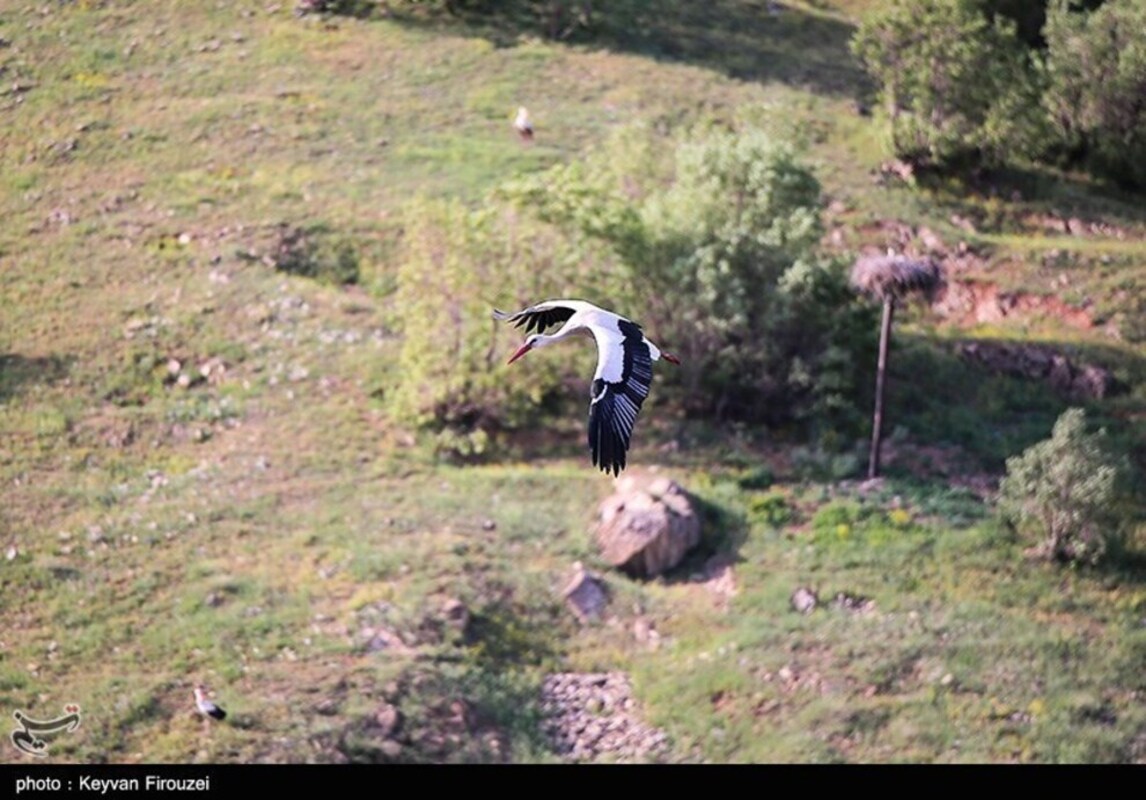 زیستگاه لک لک‌های مهاجر