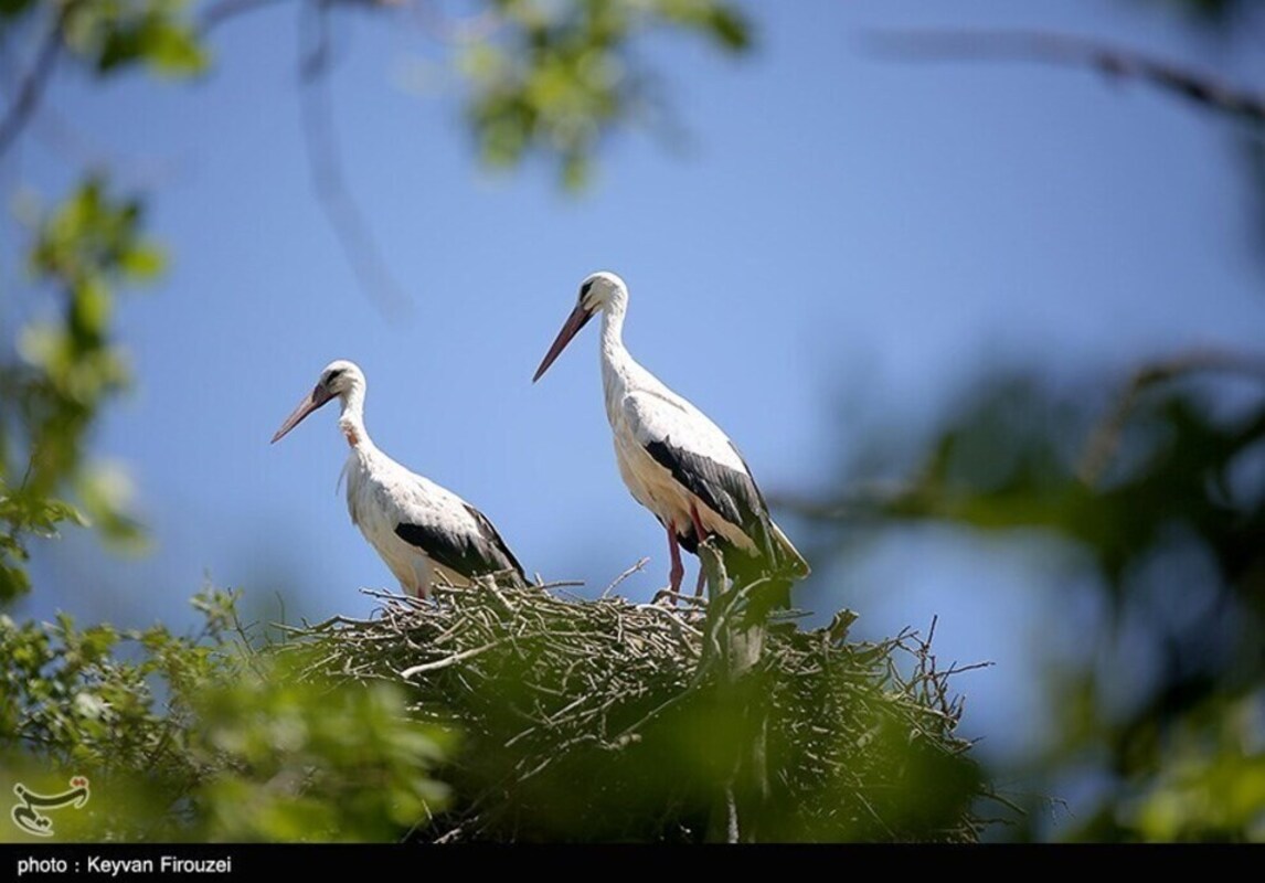 زیستگاه لک لک‌های مهاجر
