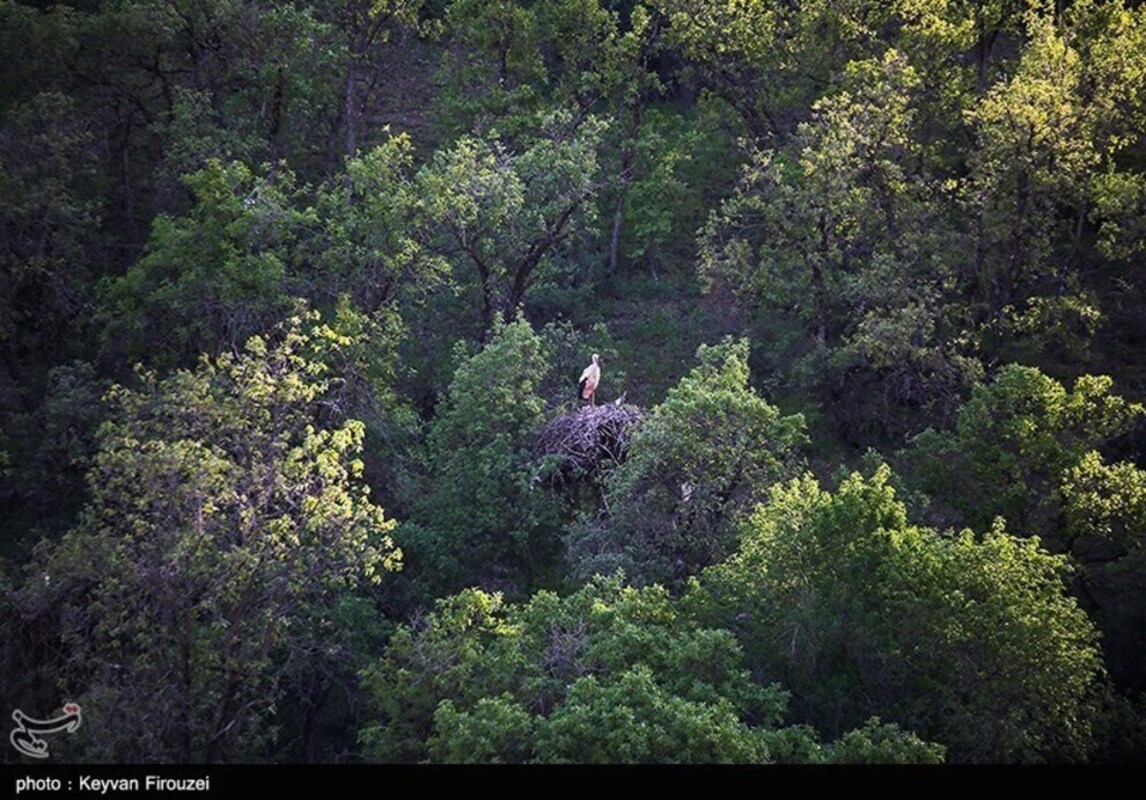 زیستگاه لک لک‌های مهاجر