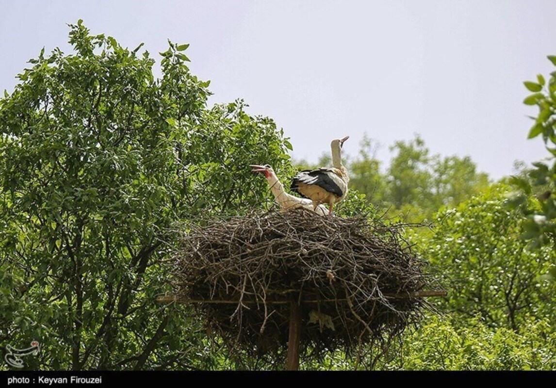 زیستگاه لک لک‌های مهاجر