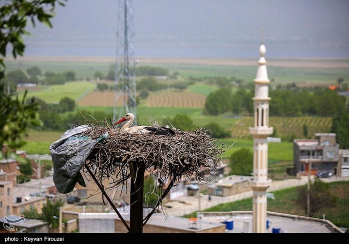 زیستگاه لک لک‌های مهاجر