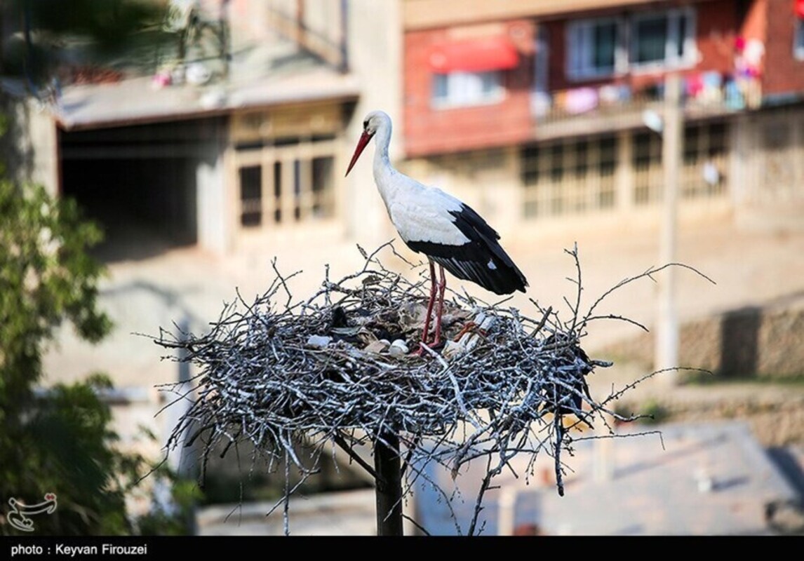 زیستگاه لک لک‌های مهاجر