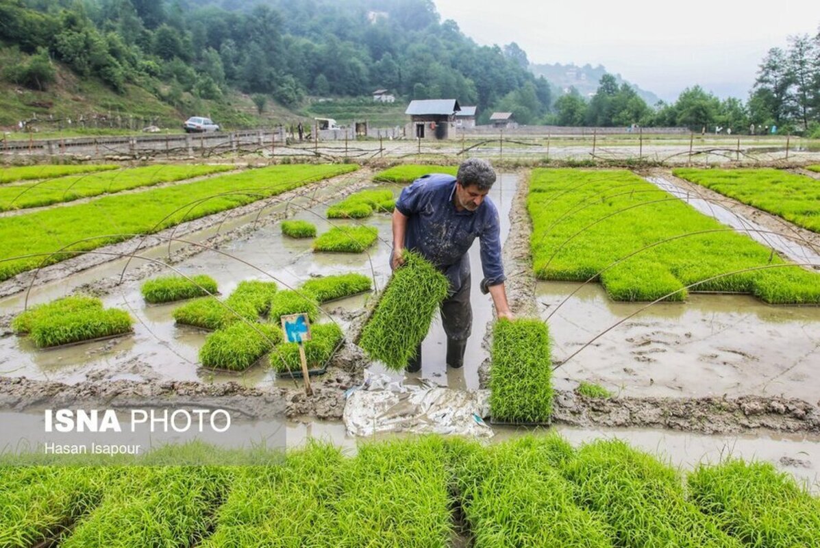 بانک نشا برنج در سوادکوه