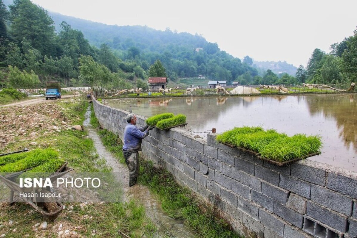 بانک نشا برنج در سوادکوه