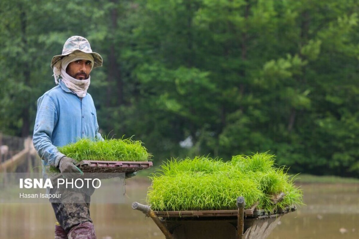 بانک نشا برنج در سوادکوه