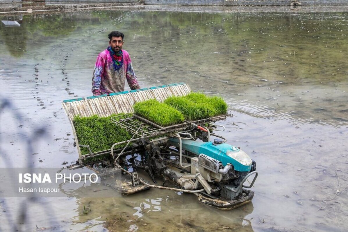 بانک نشا برنج در سوادکوه