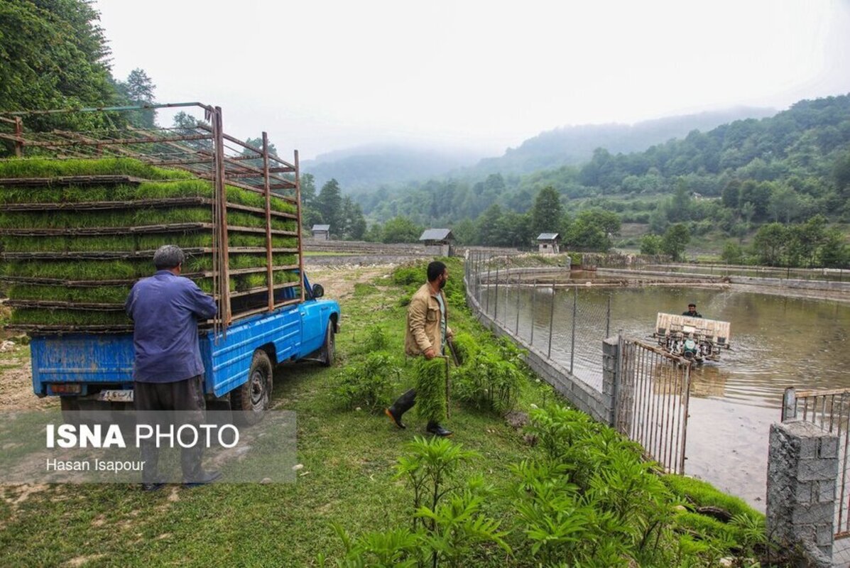 بانک نشا برنج در سوادکوه