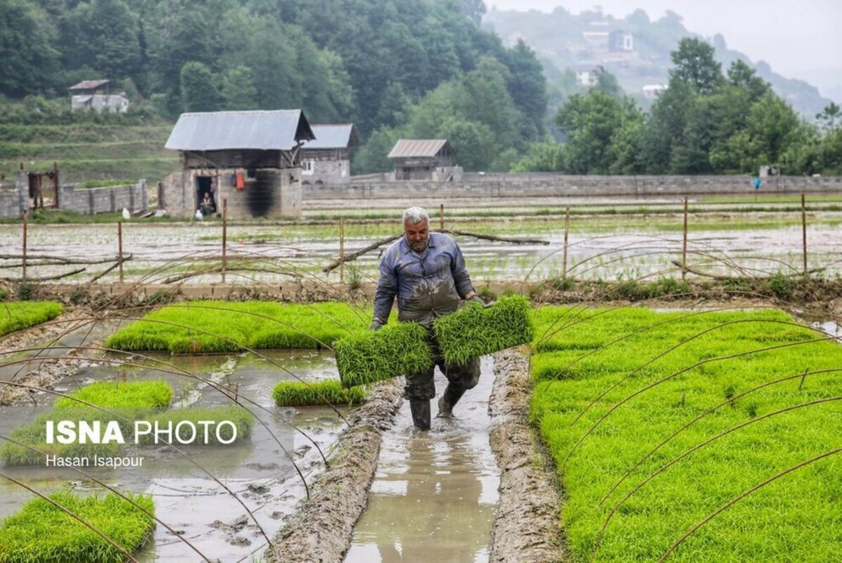 بانک نشا برنج در سوادکوه