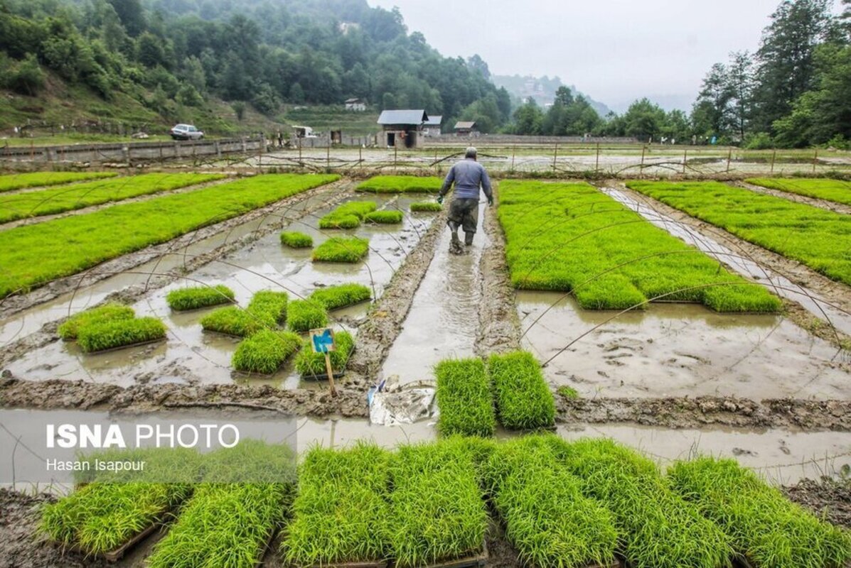 بانک نشا برنج در سوادکوه