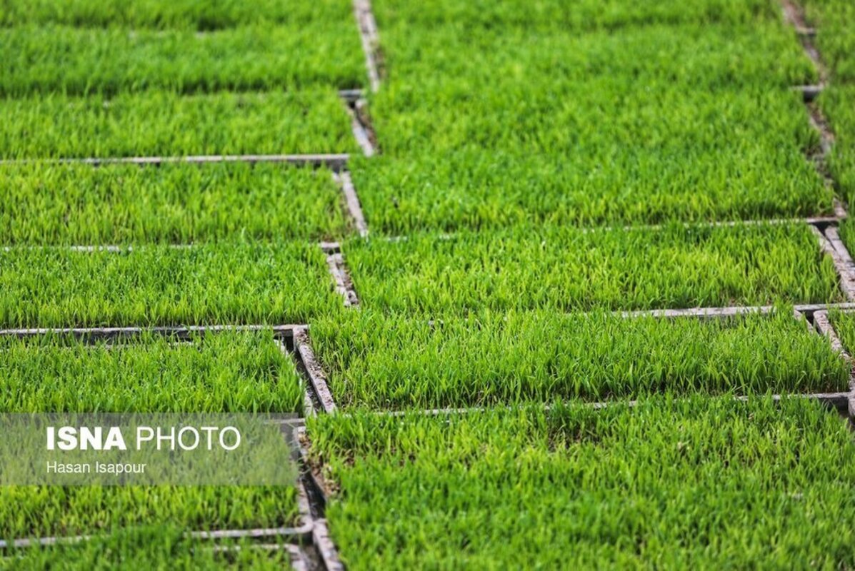 بانک نشا برنج در سوادکوه