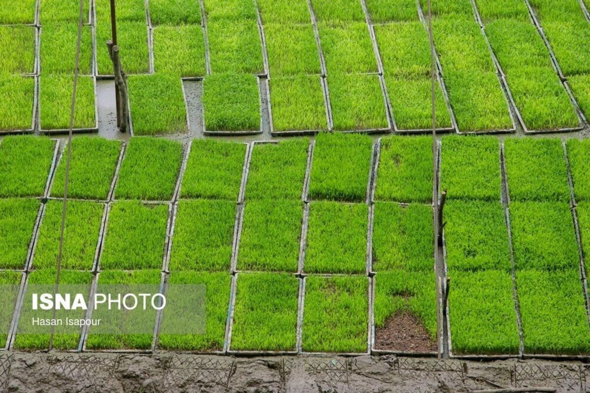 بانک نشا برنج در سوادکوه