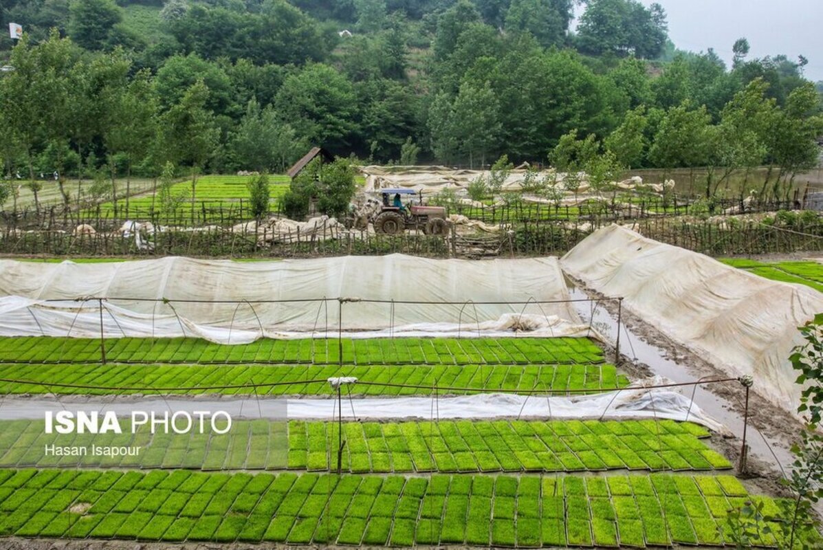 بانک نشا برنج در سوادکوه